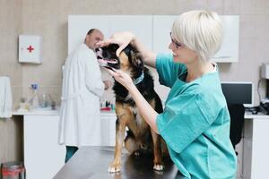 veterinario y asistente en una clínica de animales pequeños foto