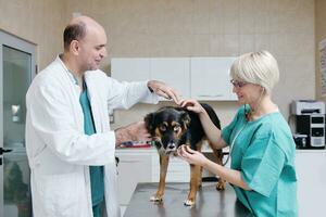 veterinario y asistente en una clínica de animales pequeños foto