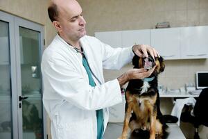 veterinario y asistente en una clínica de animales pequeños foto