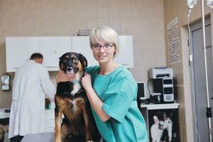 veterinario y asistente en una clínica de animales pequeños foto