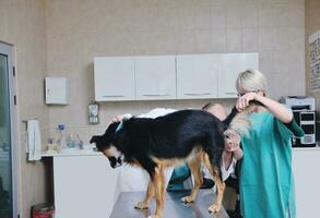 veterinario y asistente en una clínica de animales pequeños foto