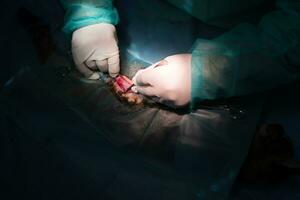 A surgeon and veterinarians team performing castration or sterilization operation on a cat in an animal hospital. photo