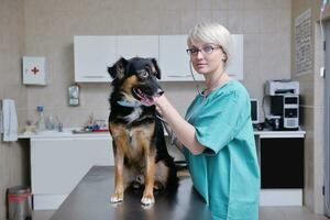 veterinario y asistente en una clínica de animales pequeños foto