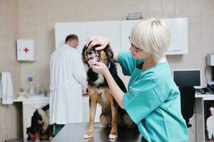 veterinario y asistente en una clínica de animales pequeños foto