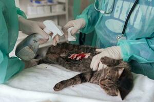 Real abdominal surgery on a cat in a hospital setting photo