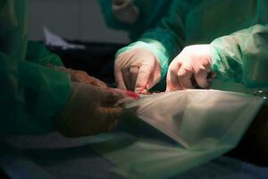 un equipo de cirujanos y veterinarios que realiza una operación de castración o esterilización en un gato en un hospital de animales. foto