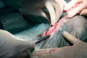 A surgeon and veterinarians team performing castration or sterilization operation on a cat in an animal hospital. photo