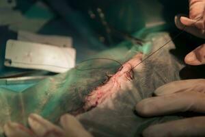 A surgeon and veterinarians team performing castration or sterilization operation on a cat in an animal hospital. photo