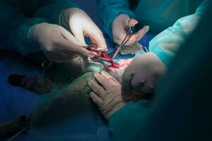 A surgeon and veterinarians team performing castration or sterilization operation on a cat in an animal hospital. photo