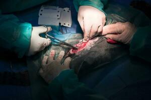 A surgeon and veterinarians team performing castration or sterilization operation on a cat in an animal hospital. photo