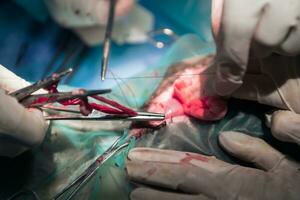 A surgeon and veterinarians team performing castration or sterilization operation on a cat in an animal hospital. photo