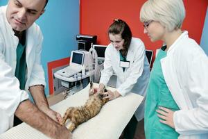 veterinario y asistente en una clínica de animales pequeños foto