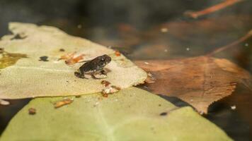 A toad that was a tadpole only a few days before will soon leave its water home. photo