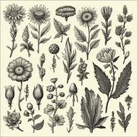 Black and white drawings of flowers and plants, hand drawings photo