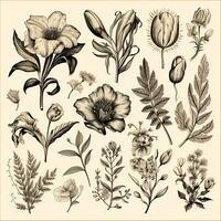 Black and white drawings of flowers and plants, hand drawings photo