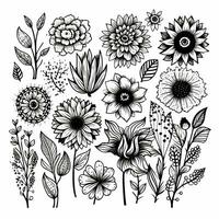Black and white drawings of flowers and plants, hand drawings photo