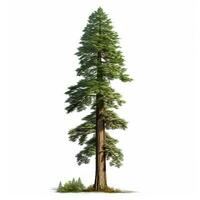 Realistic green sequoia tallest tree in the world on a white background, USA symbol - AI generated image photo