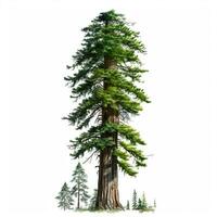 realista verde secoya más alto árbol en el mundo en un blanco fondo, Estados Unidos símbolo - ai generado imagen foto