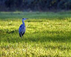 Grey heron, ardea cinerea photo