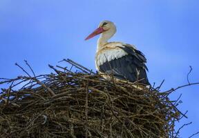European white stork, ciconia, in the nest photo