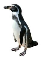 Spheniscus humboldti penguin photo