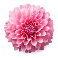 delicate pink chrysanthemum flower buds and leaves isolated photo