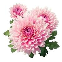 delicate pink chrysanthemum flower buds and leaves isolated photo