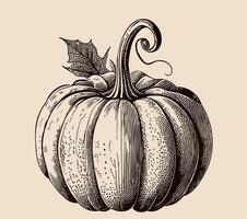 Pumpkin retro sketch vector