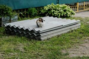 cat sitting on a slate. photo