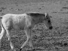 wild horses and foals photo