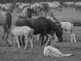 caballos salvajes en westfalia foto