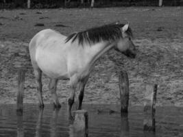 wild horses and foals photo