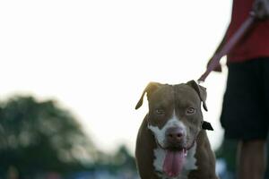 de cerca, un marrón pitbull perro ese su propietario es jugando con en el ciudad. foto