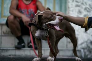 A brown pitbull dog that the owner invites to play and walks in the city photo