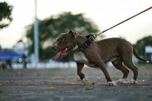 de cerca, pitbull perro desde el lado es contento. foto