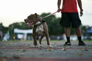 de cerca, un marrón pitbull perro ese su propietario es jugando con en el ciudad. foto