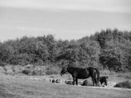 isla langeoog en el mar del norte foto