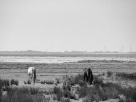 Langeoog island in the north sea photo