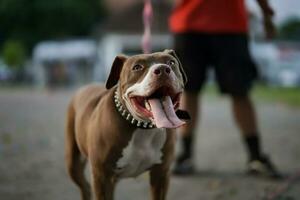 de cerca, un marrón pitbull perro ese su propietario es jugando con en el ciudad. foto