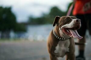 de cerca, un marrón pitbull perro ese su propietario es jugando con en el ciudad. foto