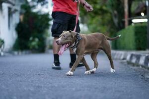 de cerca, frente ver de un pitbull perro siendo jugado con en un urbano zona foto