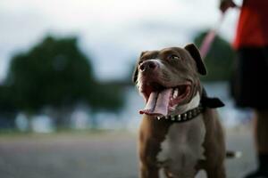 de cerca, un marrón pitbull perro ese su propietario es jugando con en el ciudad. foto