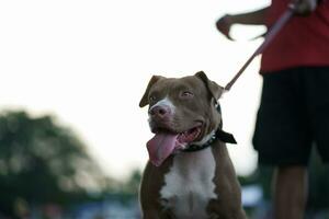 de cerca, un marrón pitbull perro ese su propietario es jugando con en el ciudad. foto