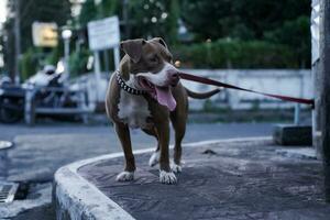 closeup, front view of a pitbull dog being played with in an urban area photo