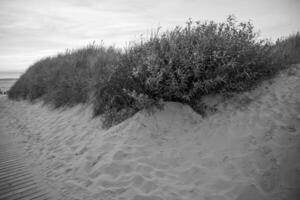 the beach of langeoog island photo