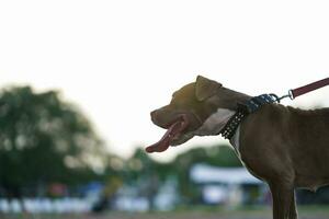 de cerca, pitbull perro desde el lado es contento. foto