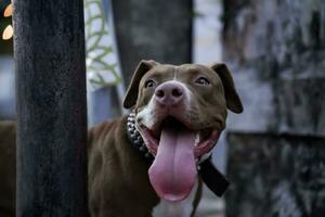 de cerca, frente ver de un pitbull perro siendo jugado con en un urbano zona foto