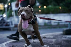 de cerca, frente ver de un pitbull perro siendo jugado con en un urbano zona foto