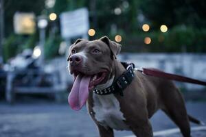 closeup, Pitbull dog from the side is happy. photo