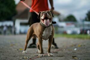 de cerca, un marrón pitbull perro ese su propietario es jugando con en el ciudad. foto